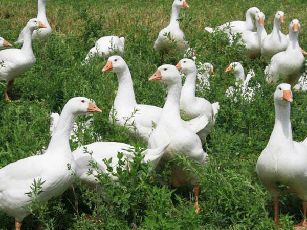 養(yǎng)鴨場(chǎng)