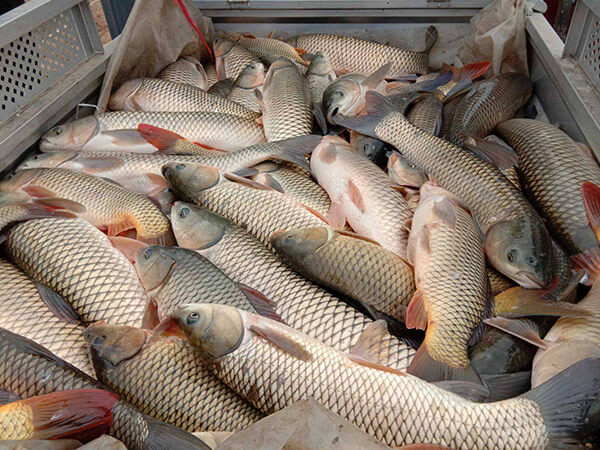 人和為您介紹什么魚適合孩子吃